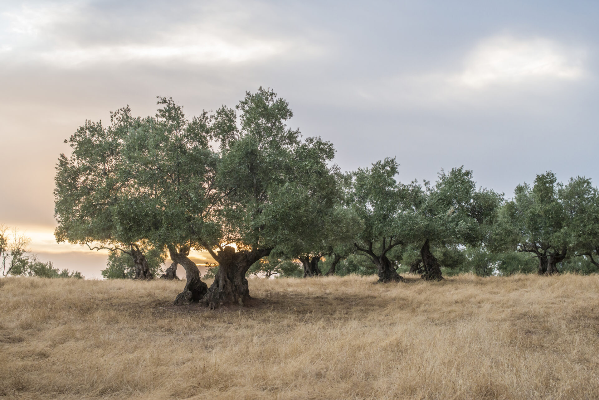 Olive trees at sunset