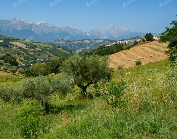 paesaggio-grano