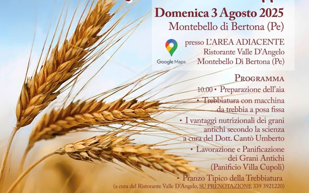 Trebbiatura di grani antichi